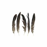 Veren Lady Amherst Fazant - 13 cm (5 stuks) - thumbnail