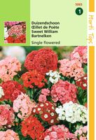 Zaden Dianthus Duizendschoon enkelbloemig gemengd Hortitops - Hortitops