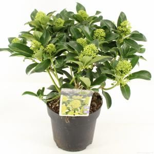 Skimmia (Skimmia Japonica “White Globe”®) heester - 30-40 cm (C3) - 6 stuks