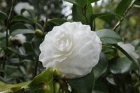 Camellia