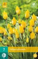 X 7 Tulipa sylvestris - thumbnail