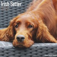 Kalender 2025 Ierse Setter