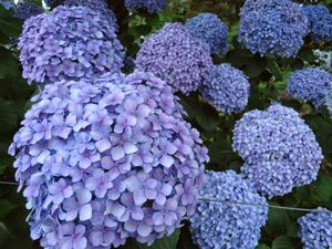 Hortensia