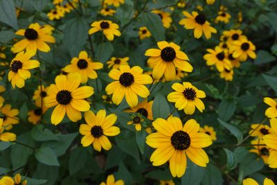 Rudbeckia Rudbeckia