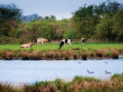 Polder 70x50cm Tuinschilderij - Customize it