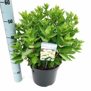 Hydrangea Paniculata "Bombshell"® pluimhortensia - 35-40 cm - 1 stuks