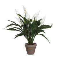 Spathiphyllum lepelplant kunstplant wit in keramieken pot H50 x D40 cm   -