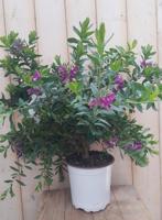 Vleugeltjesbloem Polygala Warentuin Natuurlijk - Warentuin natuurlijk