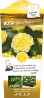 Struikroos Yellow Meilove - Gele Roos - thumbnail