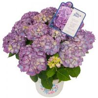Hydrangea Macrophylla "Diva Fiore Violet"® boerenhortensia - thumbnail
