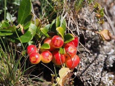 Cranberry