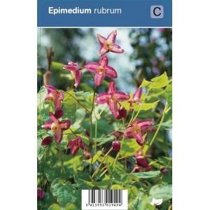 Elfenbloem (epimedium rubrum) schaduwplant - 12 stuks