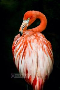 Karo-art Afbeelding op acrylglas  - Flamingo