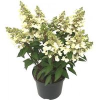 Hydrangea Paniculata "Magical Vesuvio"® pluimhortensia - thumbnail