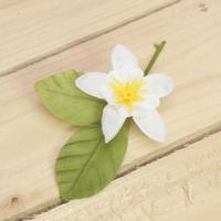 Bonbon doosjes - Chocolade doosje - Citroenbloesem - 24 stuks