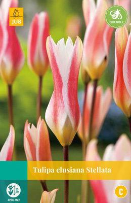 Tulipa clusiana Stellata - Jub