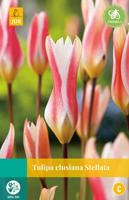 Tulipa clusiana Stellata - Jub