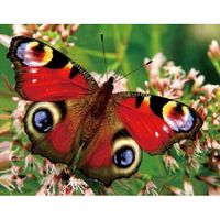 Dieren magneet 3D pauwoog vlinder