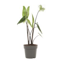 Alocasia Zebrina Black stem - P 14