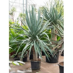 Dracaena Draco Compact L 200 cm kamerplant