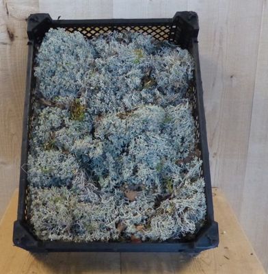 Zilvermos in kistje decoratie Warentuin Natuurlijk - Warentuin natuurlijk
