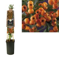 Pyracantha 'Golden Charmer' - thumbnail