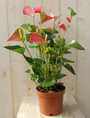 Flamingoplant Anthurium roze 60 cm - Warentuin natuurlijk