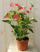 Flamingoplant Anthurium roze 60 cm - Warentuin natuurlijk