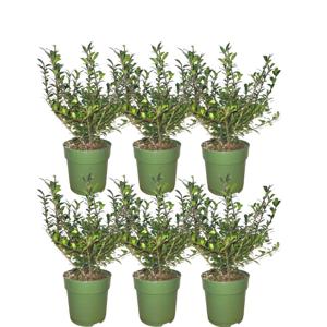 Plants by Frank - 1 meter Hulst haag - Ilex crenata 'Jenny'® - Set van 6 winterharde haagplanten - Groenblijvende haag - Vers van de kwekerij geleverd