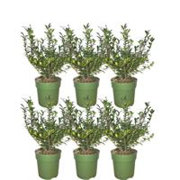 Plants by Frank - 1 meter Hulst haag - Ilex crenata 'Jenny'® - Set van 6 winterharde haagplanten - Groenblijvende haag - Vers van de kwekerij geleverd