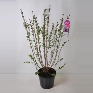 Dwergsering (syringa "Josee") - 90-120 cm - 1 stuks