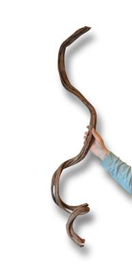 Liaan gekruld 1 meter