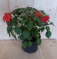 3 stuks! Vlijtig liesje enkelbloemig rood zomerbloeier Impatiens Walleriana Warentuin Natuurlijk - Warentuin natuurlijk