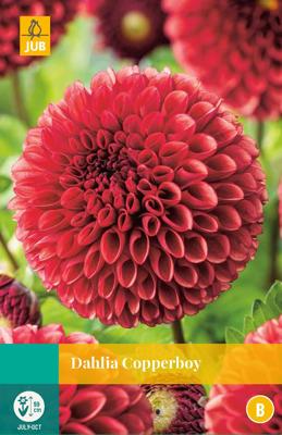 Dahlia copperboy bloembol 1 stuk Dahlia JUB - Jub