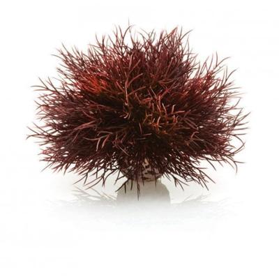 BiOrb Aquarium zeelelie - donkerrood