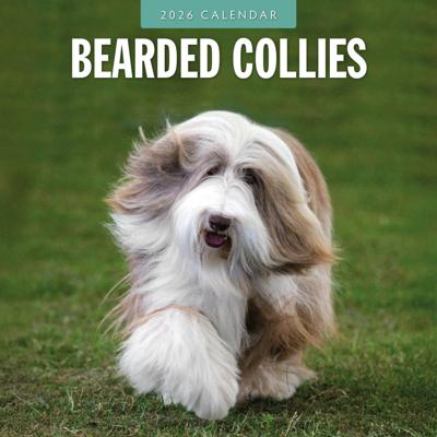Bearded Collie Kalender 2026