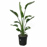 Paradijsvogelplant - Strelitzia Nicolai 120cm