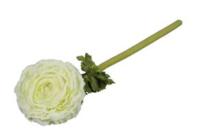 Ranonkel 52cm Magnum creme