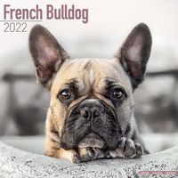 Kalender 2025 Franse Bulldog