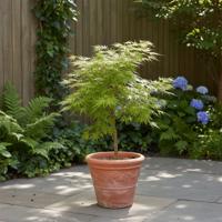 Acer palmatum 'Emerald Lace' - Japanse Esdoorn - P19
