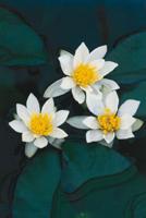 2 stuks! Pontederia cordata Alba potmaat P9 Snoekkruid Moerings - Moerings