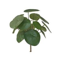 Pilea bush 22cm 17lvs - Emerald