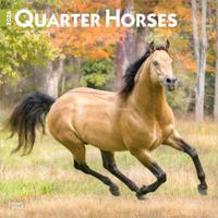 Quarter Horse Kalender 2026
