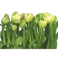 Fotobehang - Tulips 368x254cm - Papierbehang