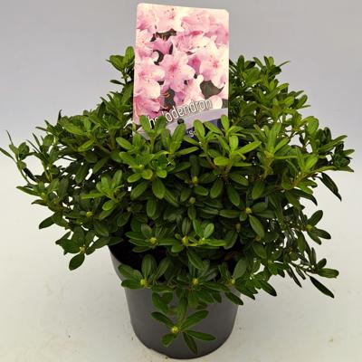 Dwergrhododendron