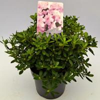 Dwergrhododendron