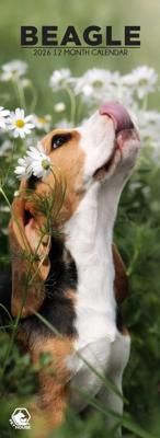 Beagle Slimline Kalender 2026