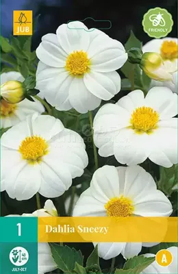 Bloembollen Dahlia Sneezy 1st