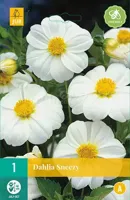 Bloembollen Dahlia Sneezy 1st