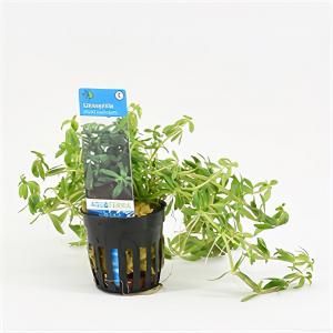 Limnophila Vietnam mini - 6 stuks - aquarium plant